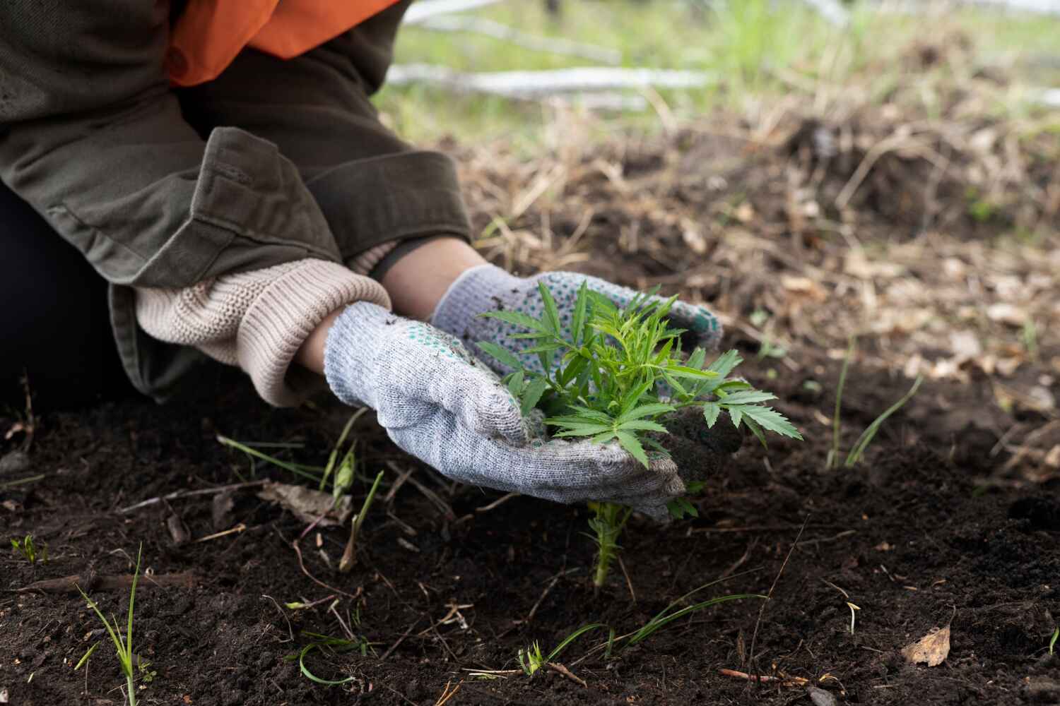 Tree Health Inspection in Youngwood, PA